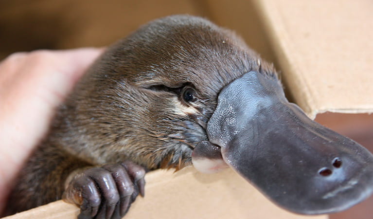 australia wildlife platypus