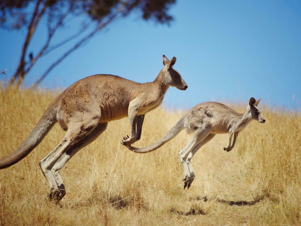 australia wildlife kangaroo