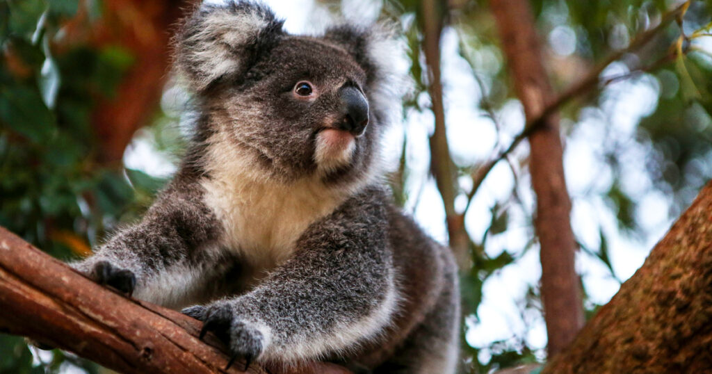 australia wildlife koala